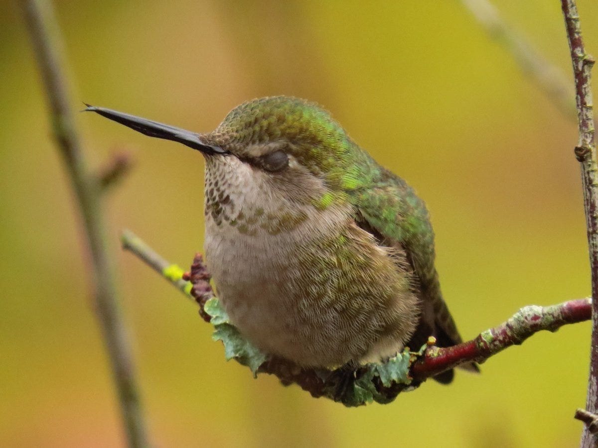 Where Do Hummingbirds Sleep at Night? - Birds and Blooms