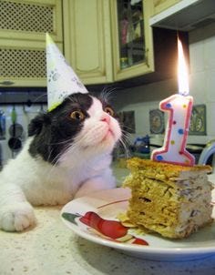 160 Best "Happy Birthday" Cats... ideas | cat birthday party, cats, cat  birthday