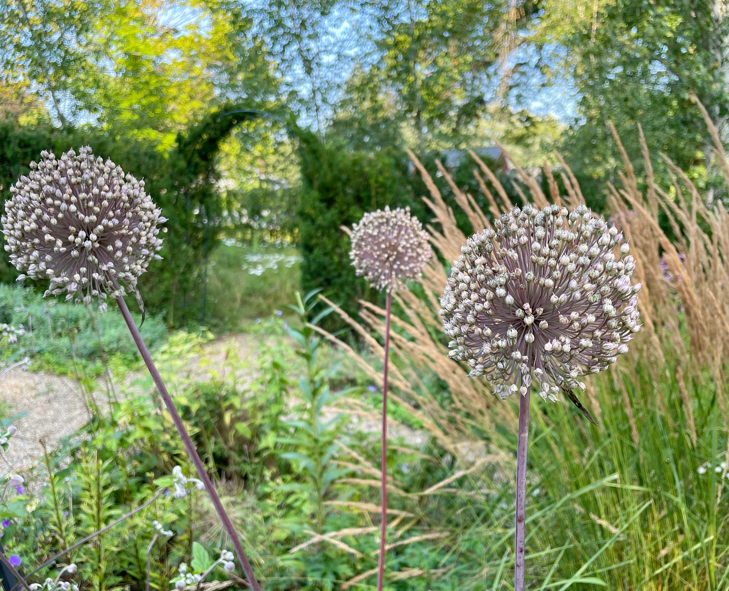 Allium ‘Summer Drummer’ in the Cottage Garden in August.