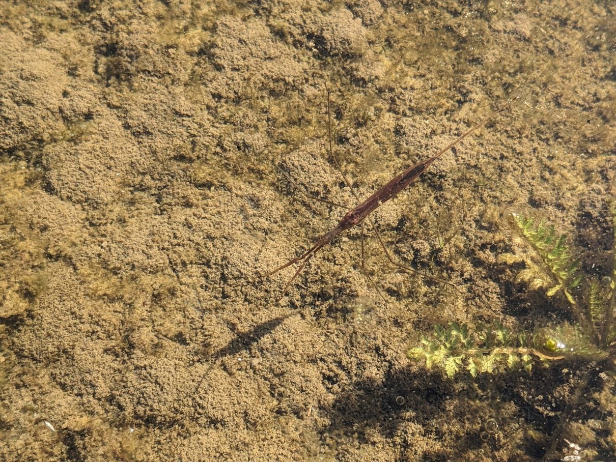 A brown water scorpion in a shallow pond.