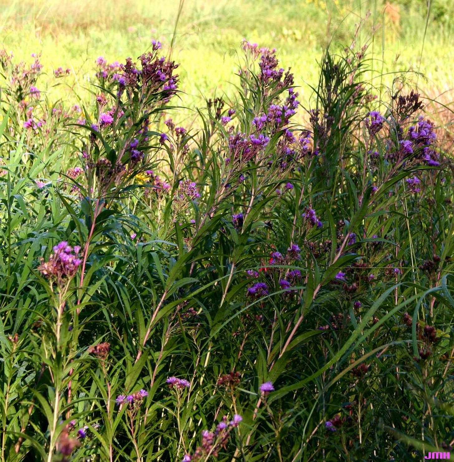 Common ironweed | The Morton Arboretum