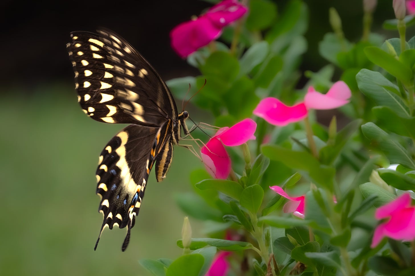 A swallowtail butterfly approaches pink periwinkles