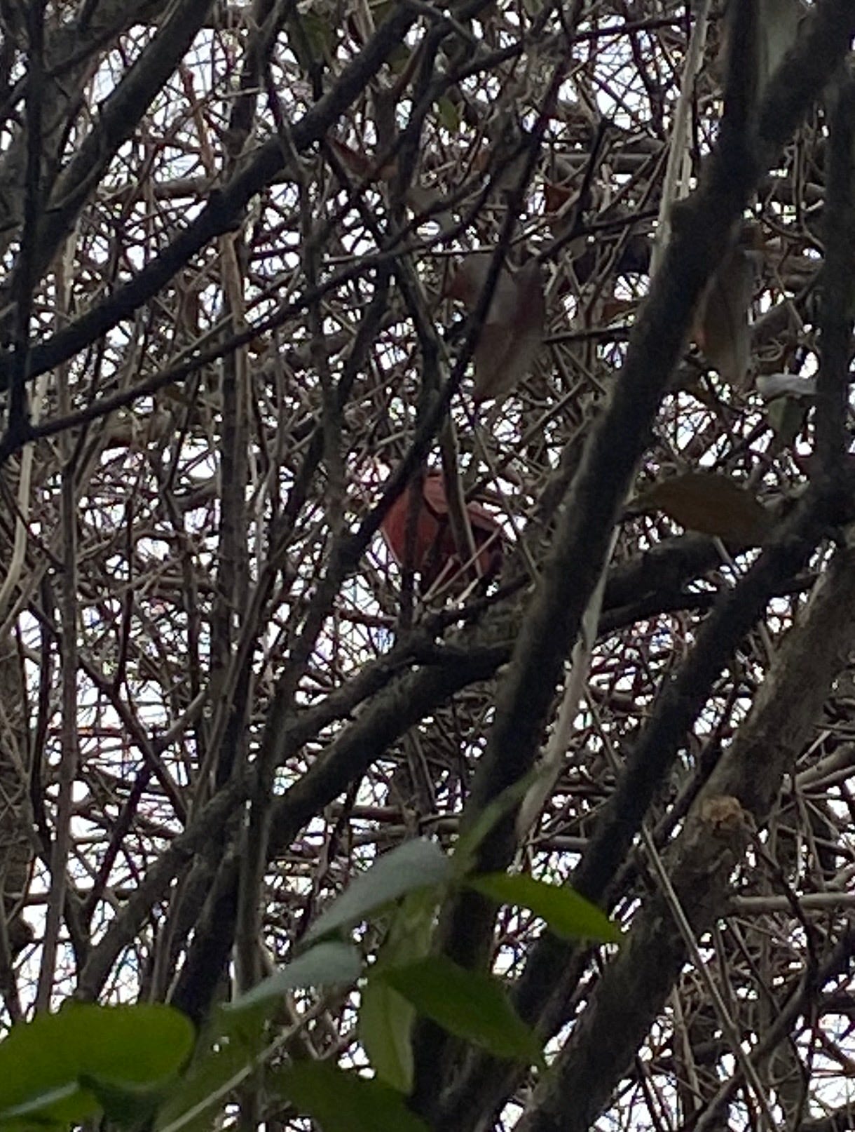 a red cardinal sits in branches of a tree