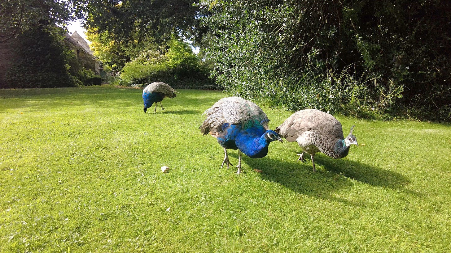 Two male and two female peacocks in the garden of Corsham Court, enjoying the sunshine as they peck at the lawn. Image: Roland's Travels