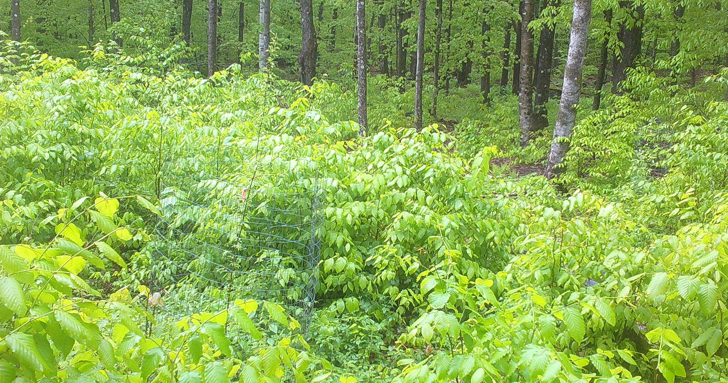 Day 43: A sea of green emerges.