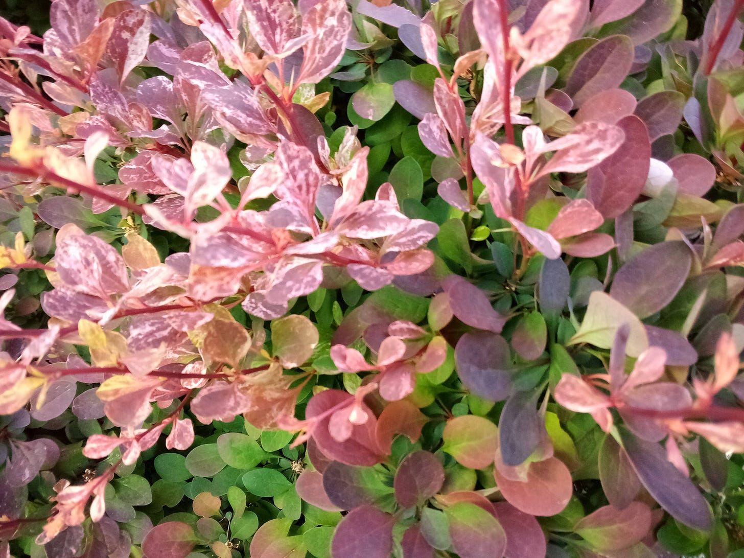 Green, red, and purple foliage
