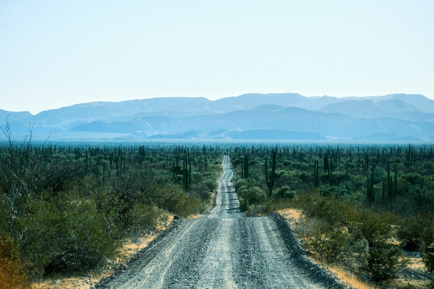 The Valle de Los Cirios, or the Velley of the Candles is a rich green carpet of giant cordon cactus on the Baja California Peninsula in Mexico.