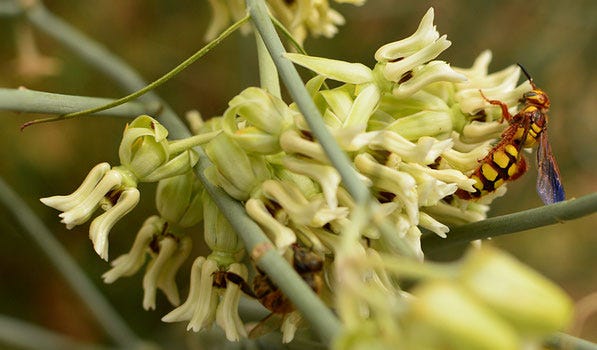 hornet on desert milkweed (asclepias subulata)