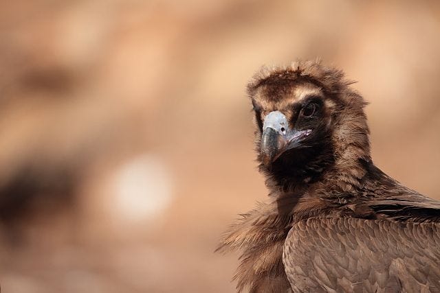 Pin by Clickit Bryant on Birds-Vulture | Birds, Animals