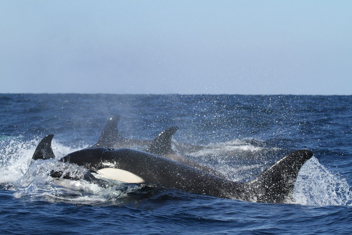 un grupo de orcas sale a respirar en aguas del océano