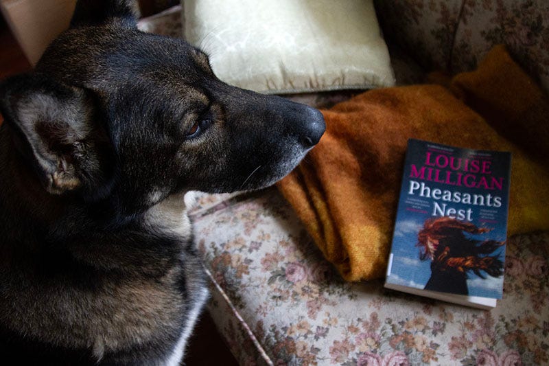 A German shepherd sits by a couch, next to a copy of Louise Milligan's Pheasants Nest.