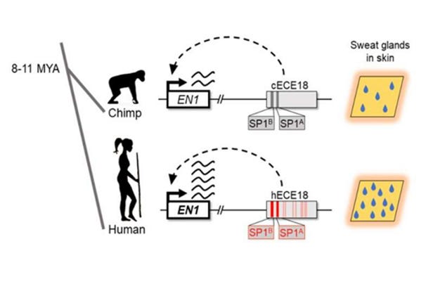 Evolution & Sweat