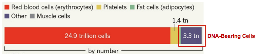 Microbial DNA-bearing cells still outnumber human DNA-bearing cells 10:1