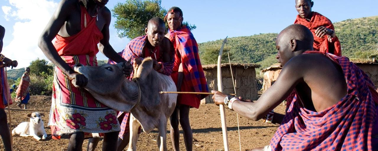 Maasai feeding habits | Exploring Africa