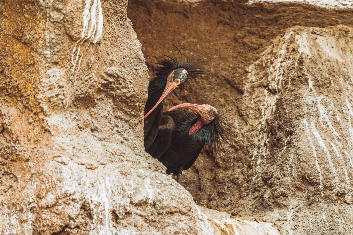 una pareja de ibis eremita, un ave con un pico largo y curvado y con plumas detrás de la cabeza que hacen parecer que está despeinada