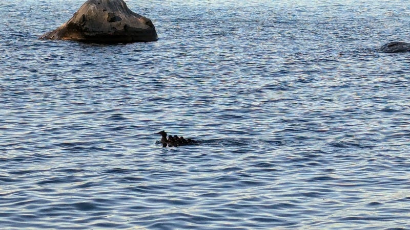 A merganser duck swimming on a lake, her babies catching a ride on her back