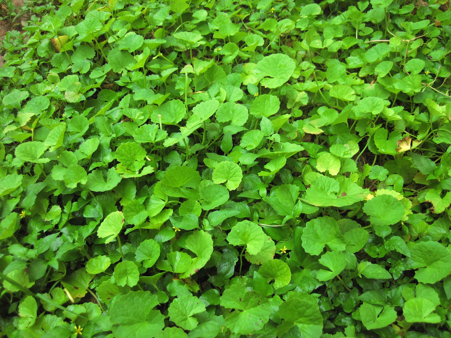 Pennywort - Wikipedia