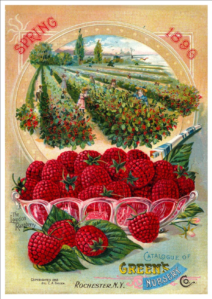 "Green's Fruit Book, Spring 1900" Beautiful Vintage Seed Catalogue Cover Art Print · Andromeda ...
