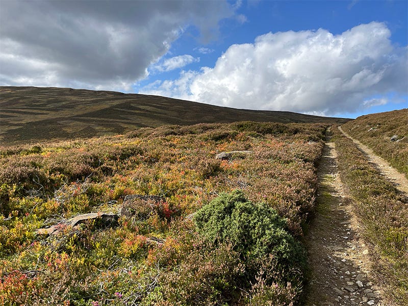 Heather and blaeberry hillsides in rural Aberdeenshire