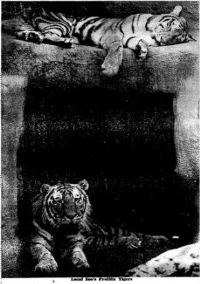 Two Siberian tigers from the Baton Rouge Zoo 1972