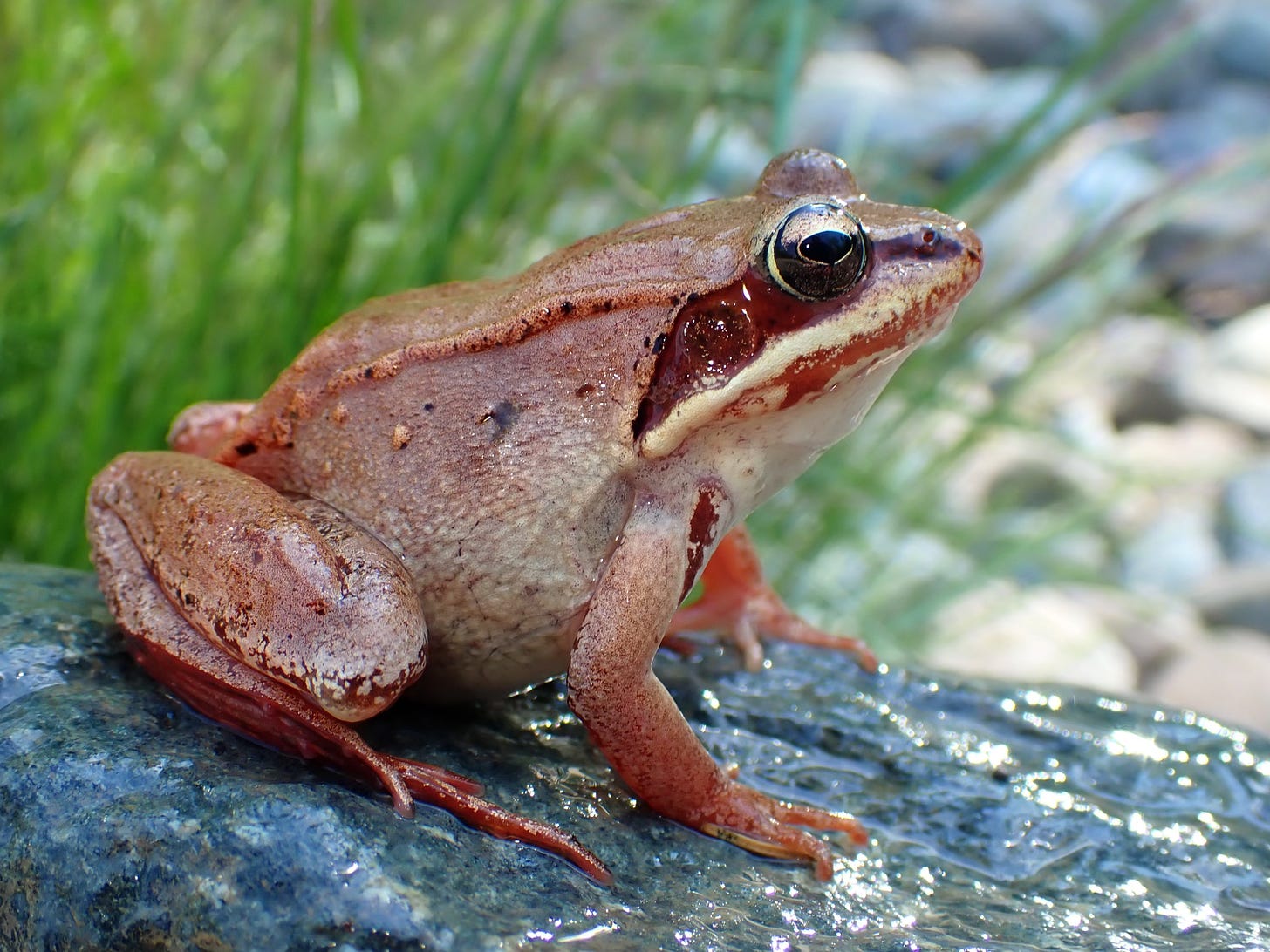 A Wood Frog perches on a smooth stone against a grassy background.