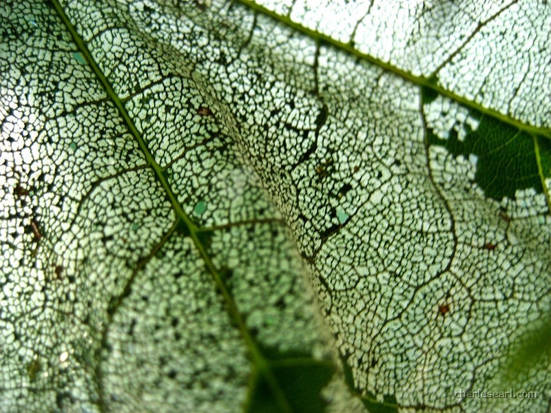 close up of a leaf