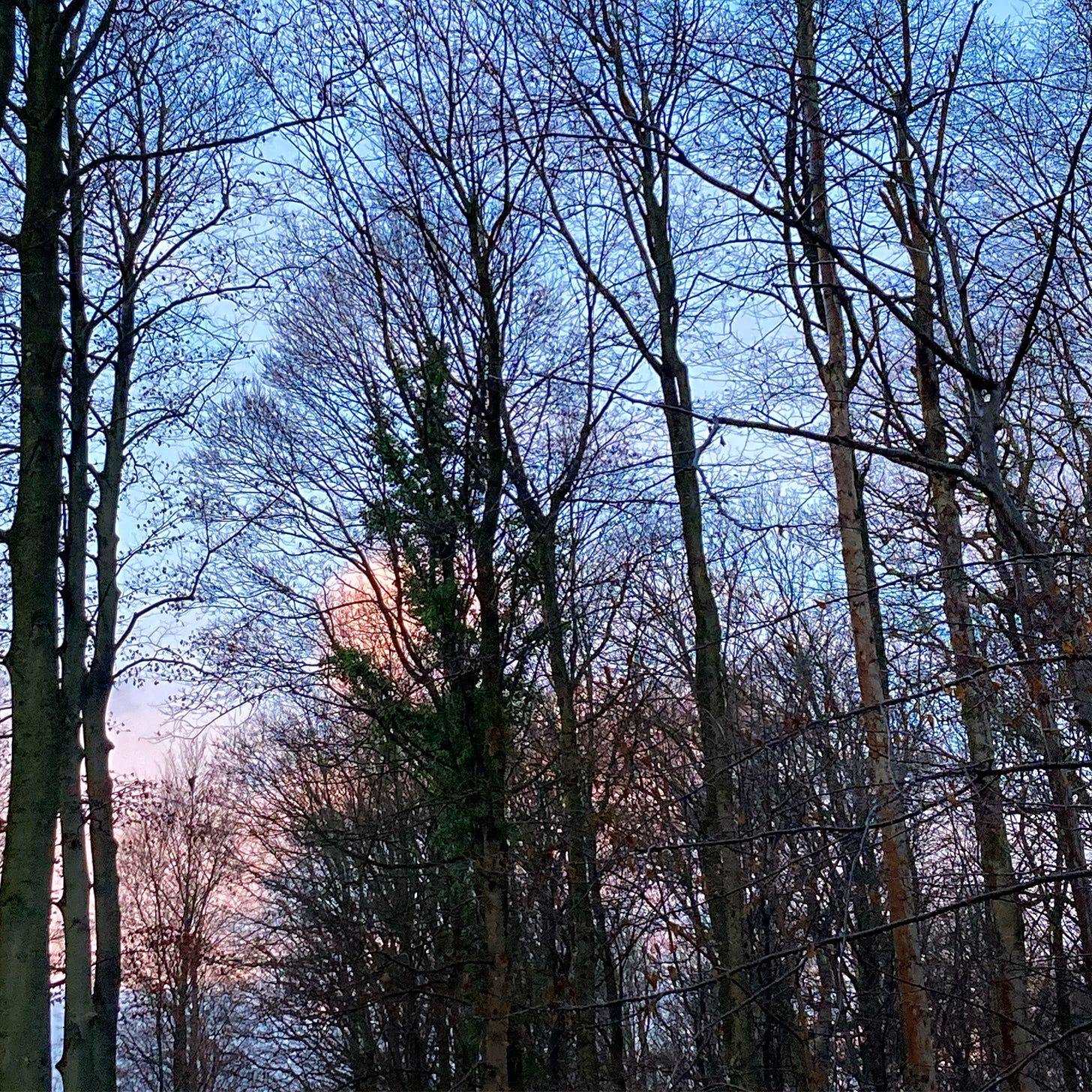 forest trees at sunset