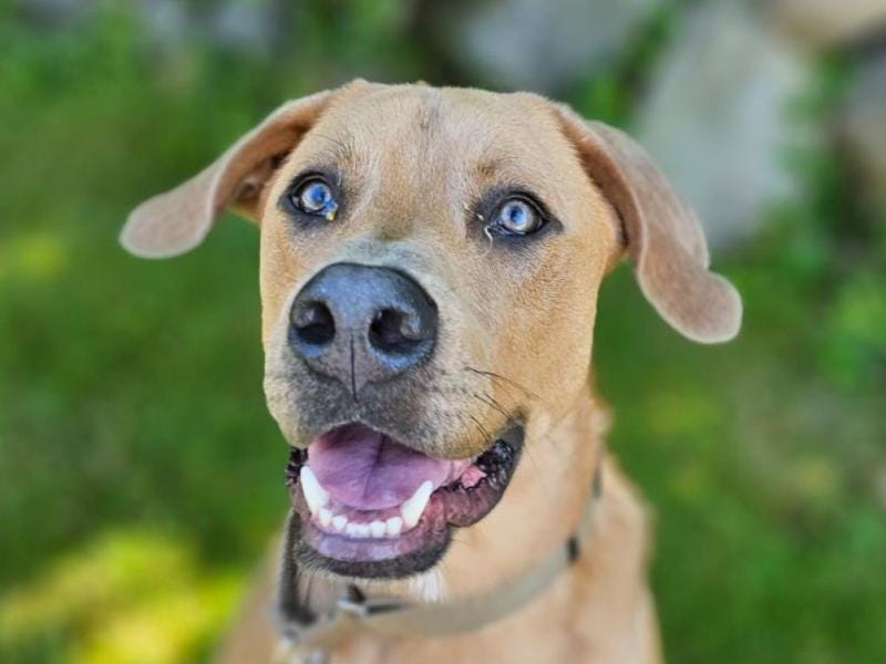 Meet your new best friend, Maverick – this week’s Adoptable Dog of the Week!