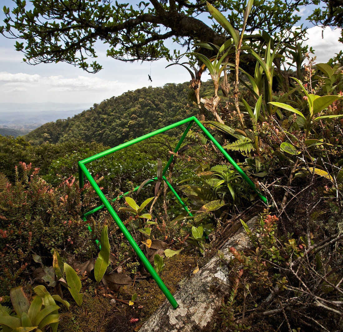 Along the stout limb of a strangler fig a hundred feet up in the canopy of the Monteverde cloud forest in Costa Rica, a luxuriant garden grows. To survey this tropical richness, Liittschwager sampled day and night, and the team recorded 24 plant species and more than 500 insects representing 100 species within the cube's green borders. Along the stout limb of a strangler fig a hundred feet up in the canopy of the Monteverde cloud forest in Costa Rica, a luxuriant garden grows. To survey this tropical richness, Liittschwager sampled day and night, and the team recorded 24 plant species and more than 500 insects representing 100 species within the cube's green borders.