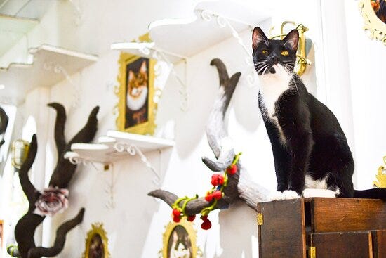 LADY DINAH'S CAT EMPORIUM, London - Updated 2022 Restaurant Reviews ...