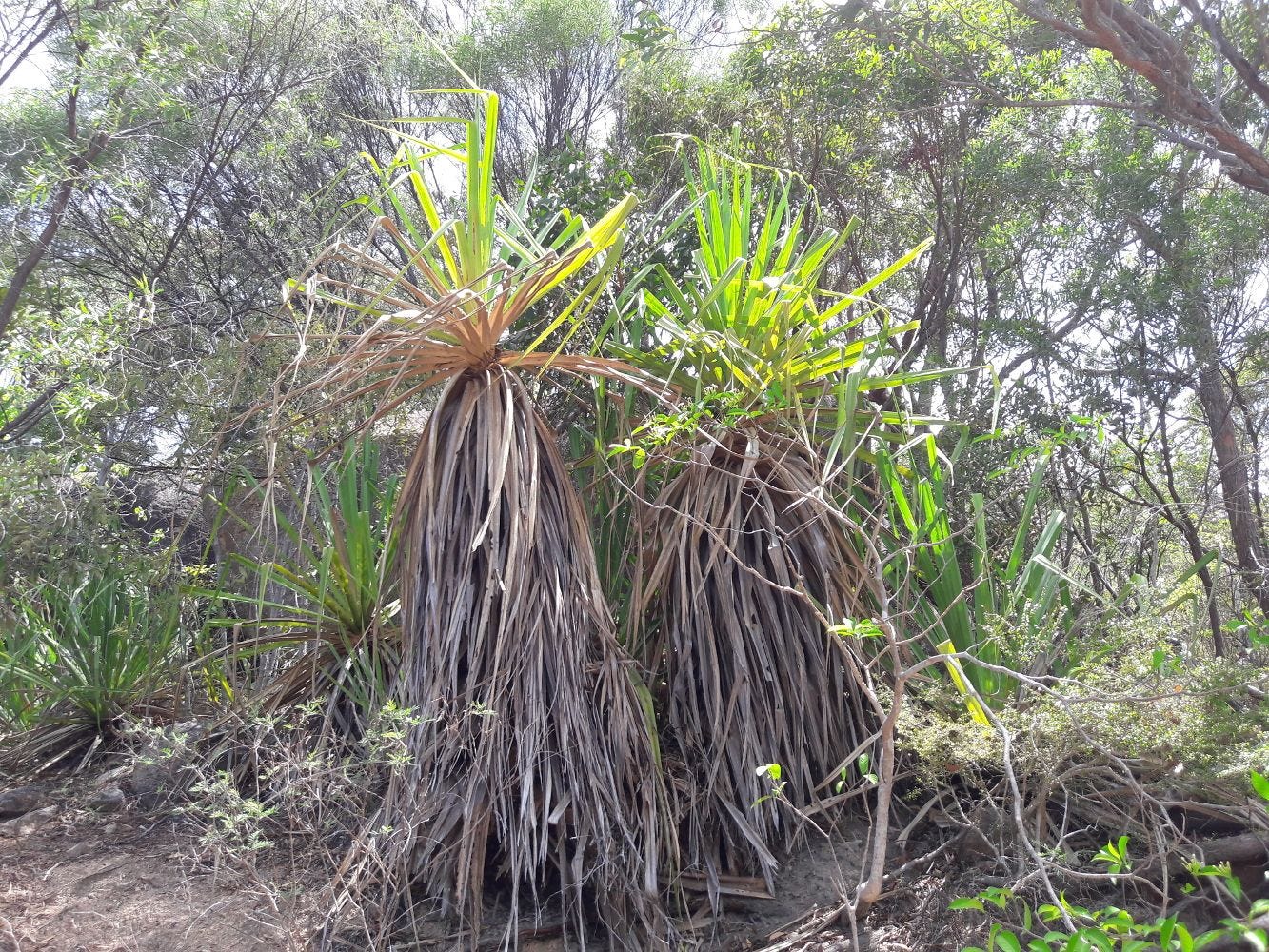 Pandanus spiralis [Draping Foliage - The Palmetum, Townsville, 2022] sml.jpg