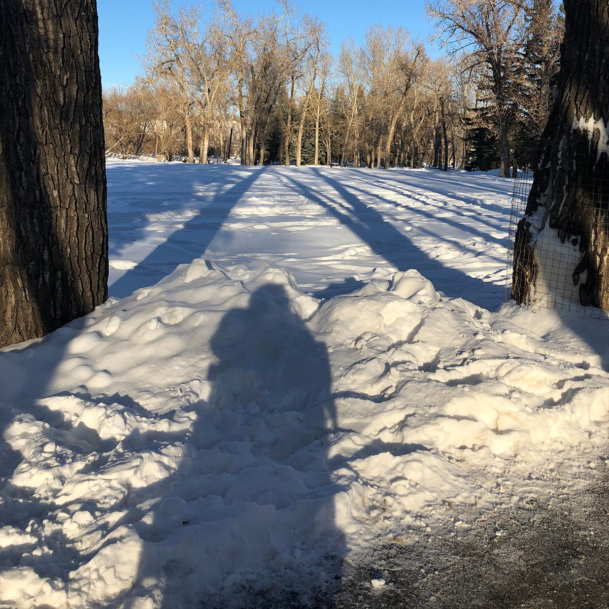Shadow of Athena in her wheelchair falls across the snow.