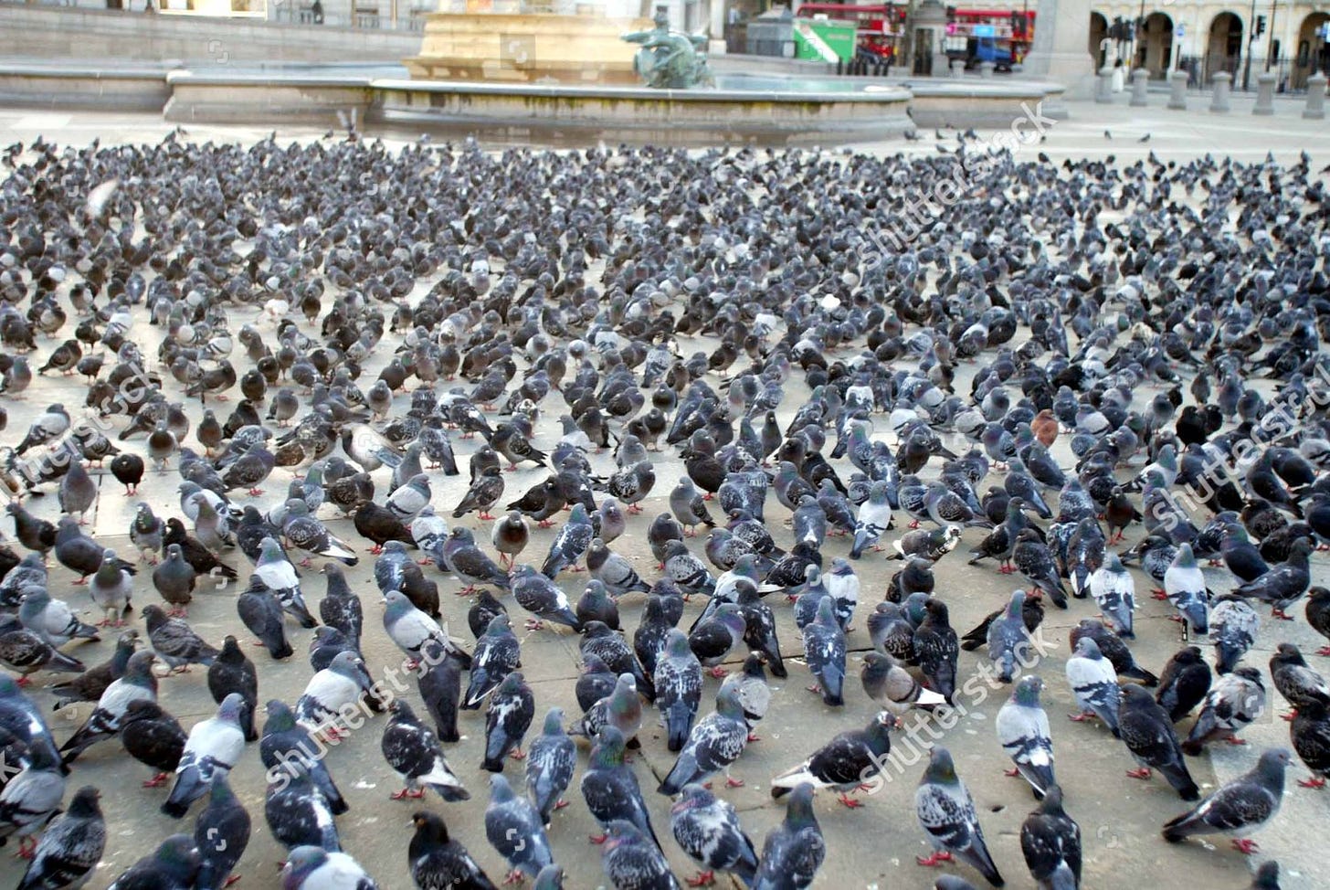 Pigeons Trafalgar Square Editorial Stock Photo - Stock Image | Shutterstock  Editorial