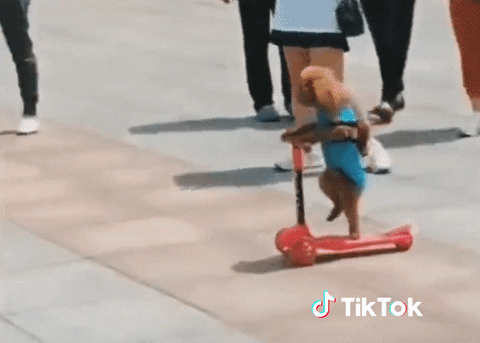 A dog on a scooter scoots away