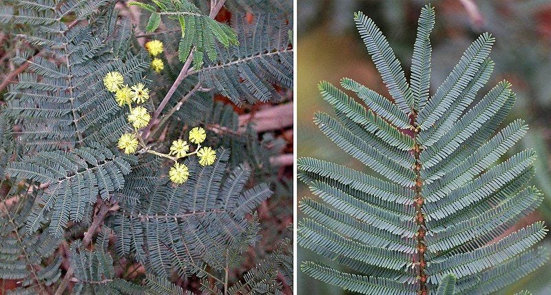 Acacia dealbata [Silver Wattle true leaves wikicommons].jpg