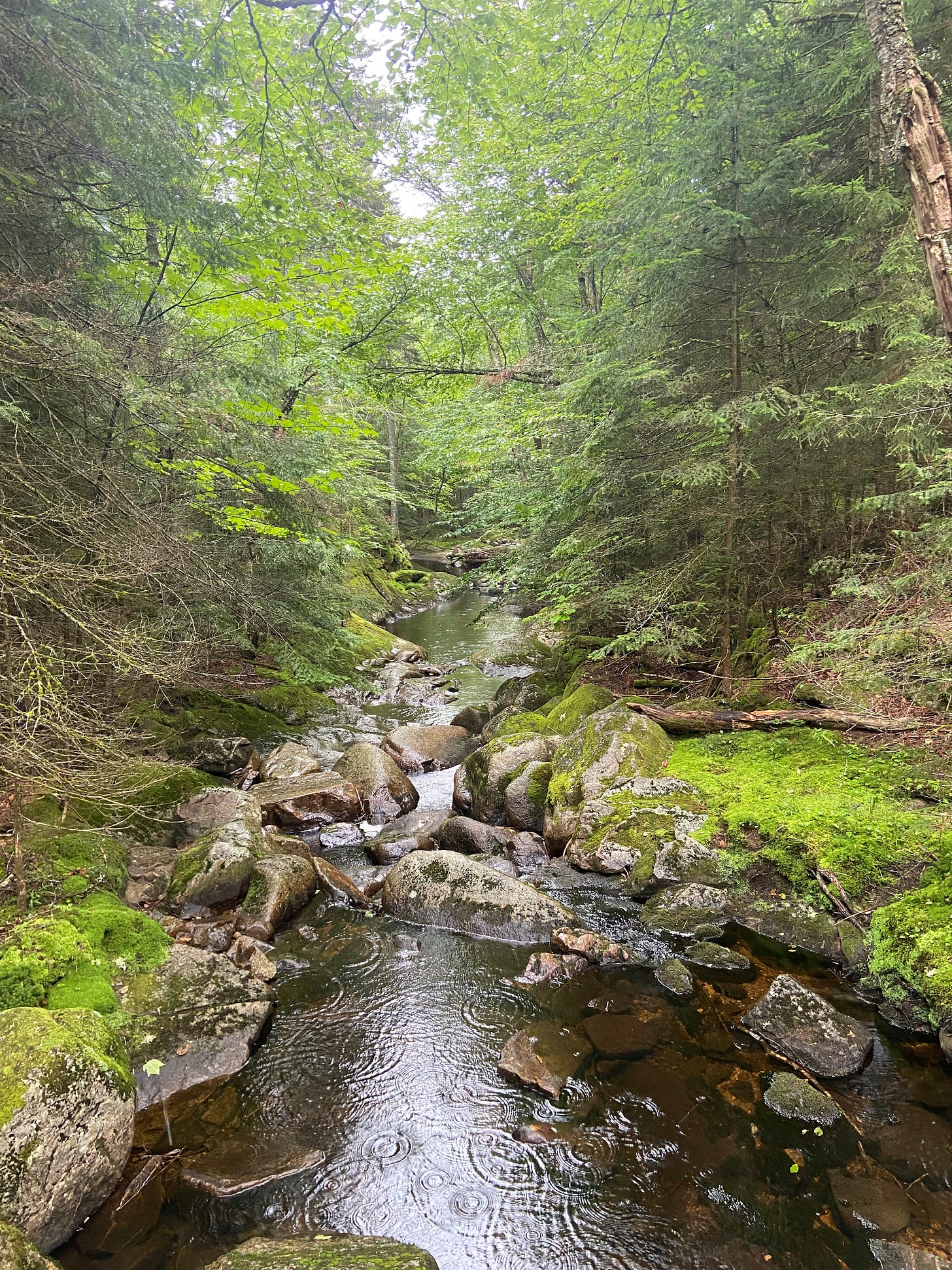 a creek full of rocks flowing through a forest