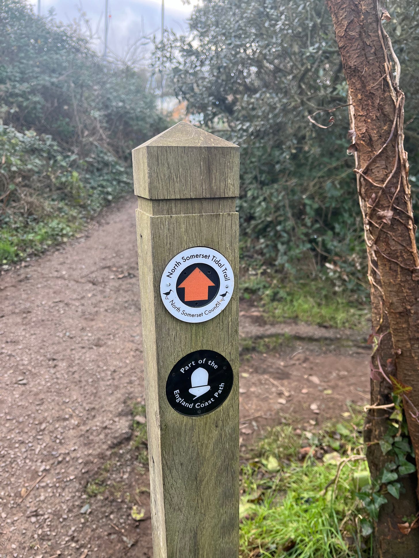 Photo showing one of the directional posts on the walk; there is an arrow for the North Somerset Tidal Trail, and an acorn for the England Coastal Path.