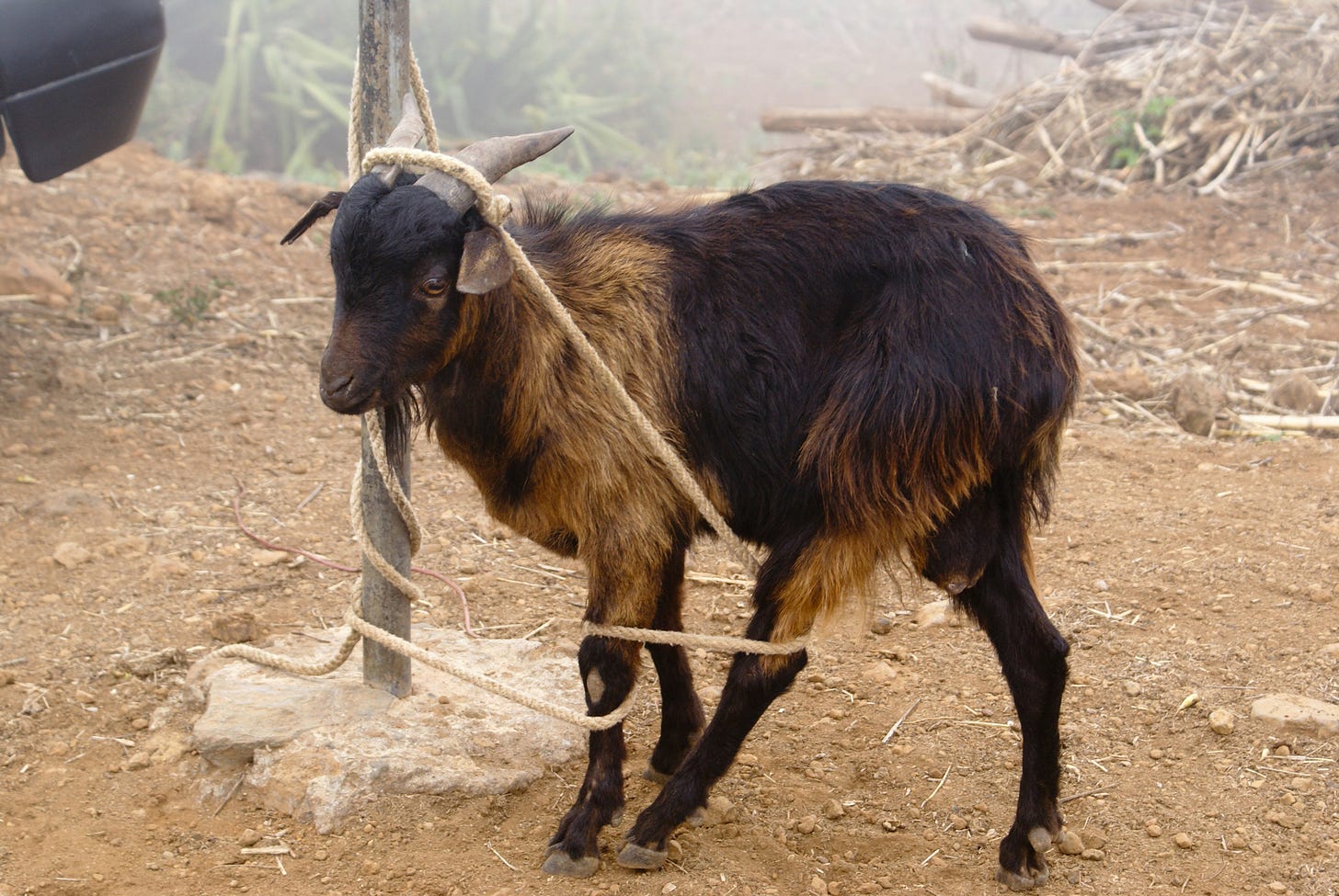Goat tangled in a rope tied to a pole. He looks bemused, as goats often do.