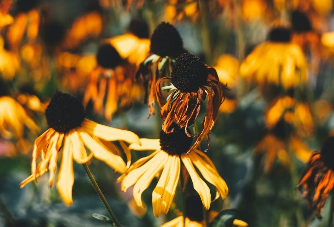 a bunch of yellow flowers in a field