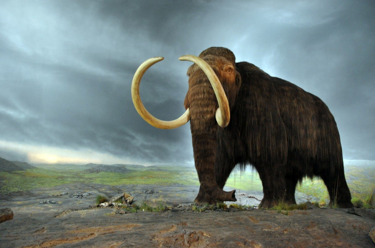 a scale re-creation of a woolly mammoth