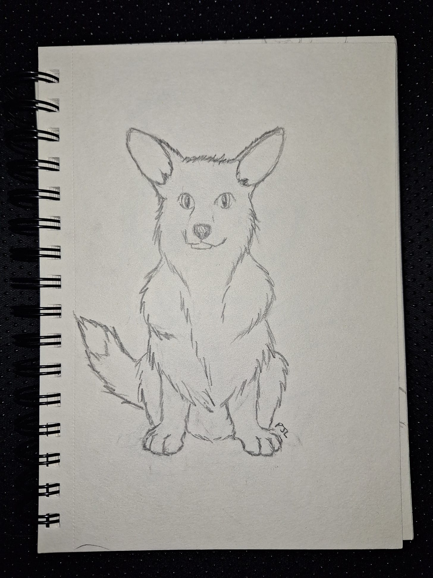 pencil drawing of a corgi by Patricia J.L.