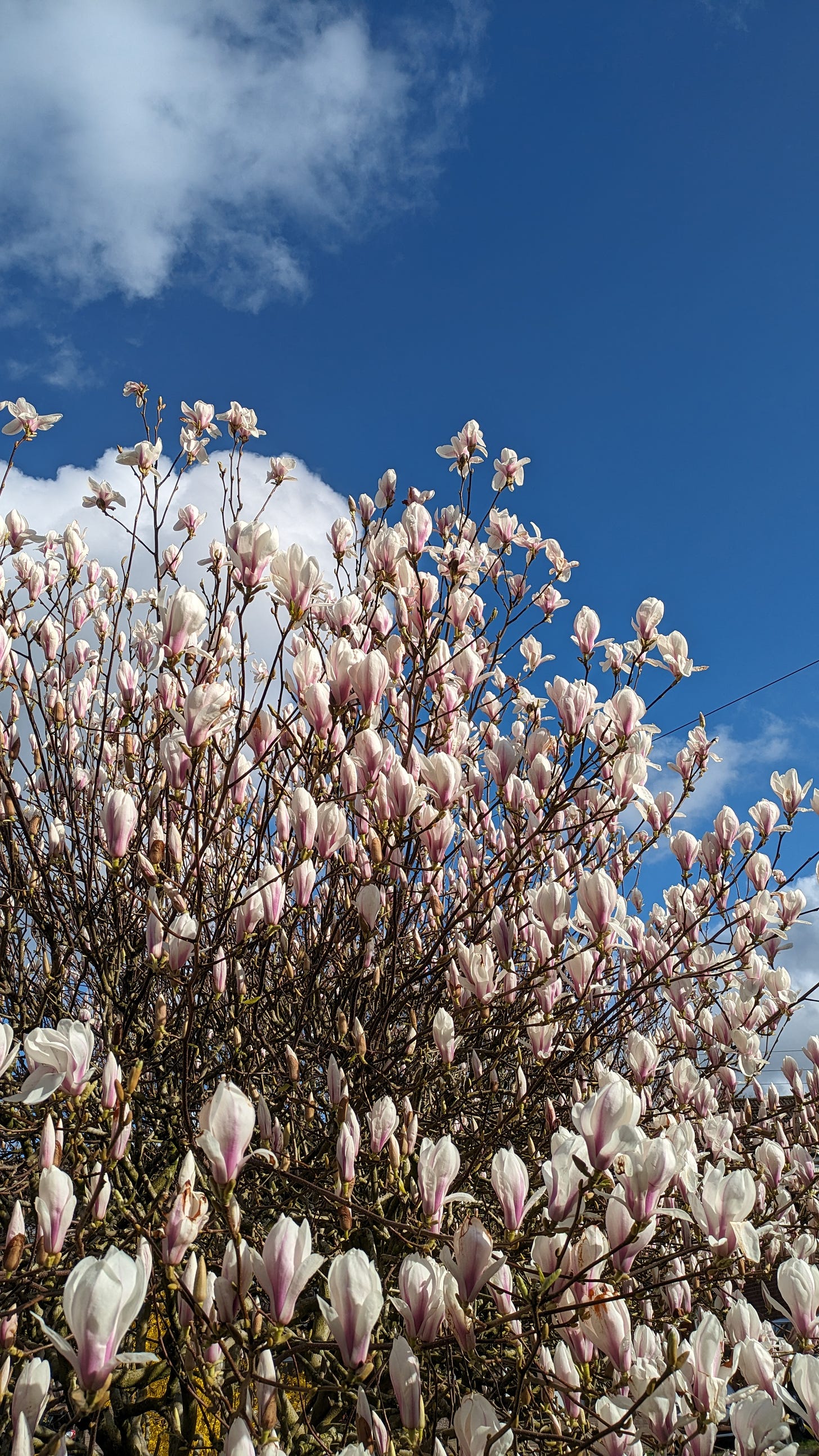 magnolia in spring macclesfield