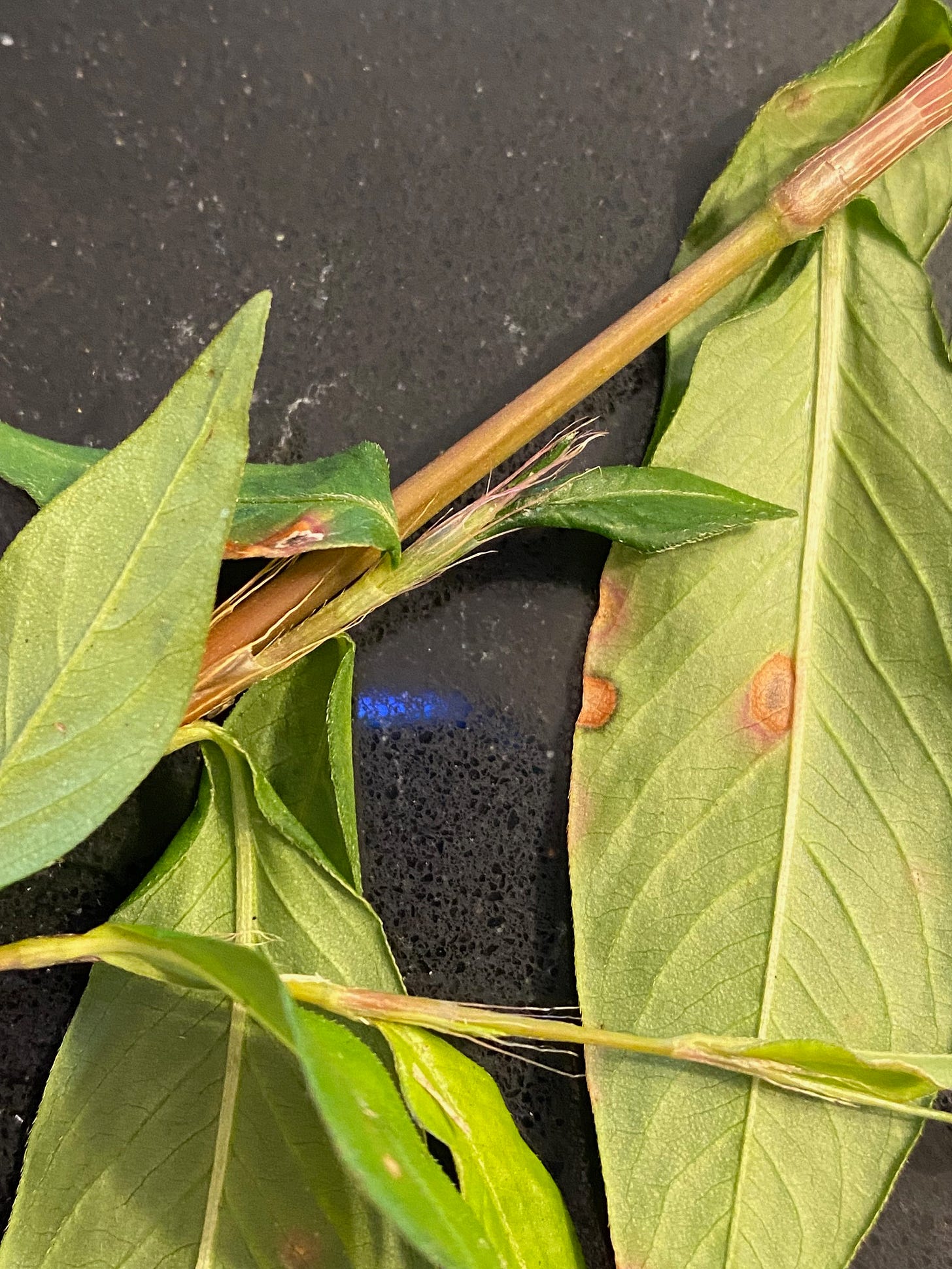 Note long filaments on the sheaths of the leaf nodes (ocrea)