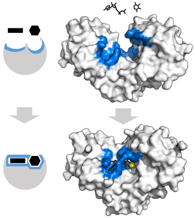 Hexokinase displayed as an opaque surface with a pronounced open binding cleft next to unbound substrate (top) and the same enzyme with more closed cleft that surrounds the bound substrate (bottom)
