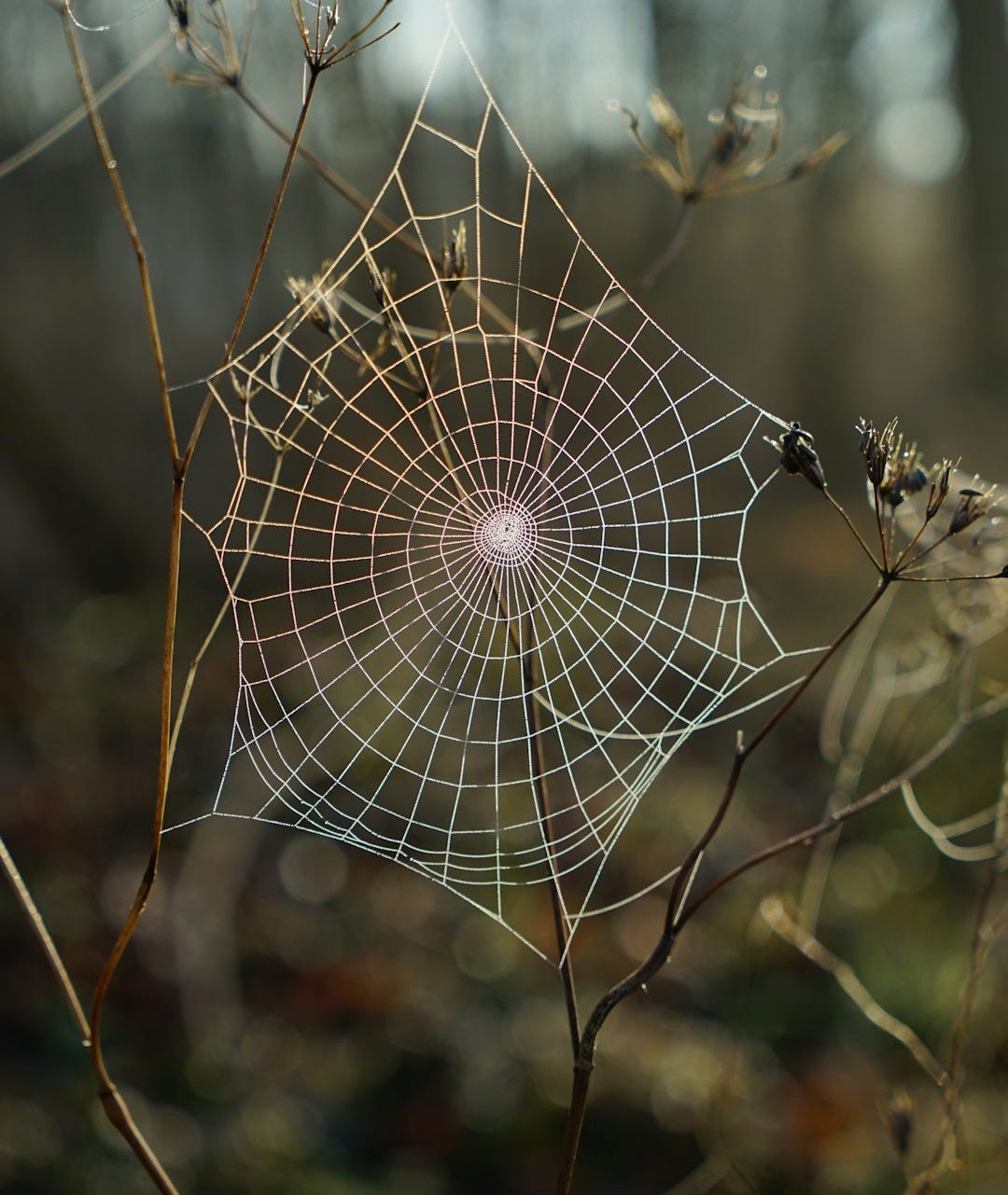 shallow focus photography of spider web