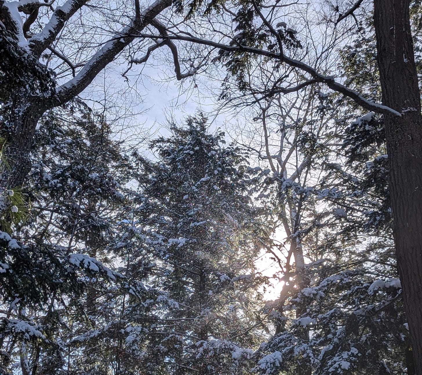 The snow covered forest around Ahmic lake.