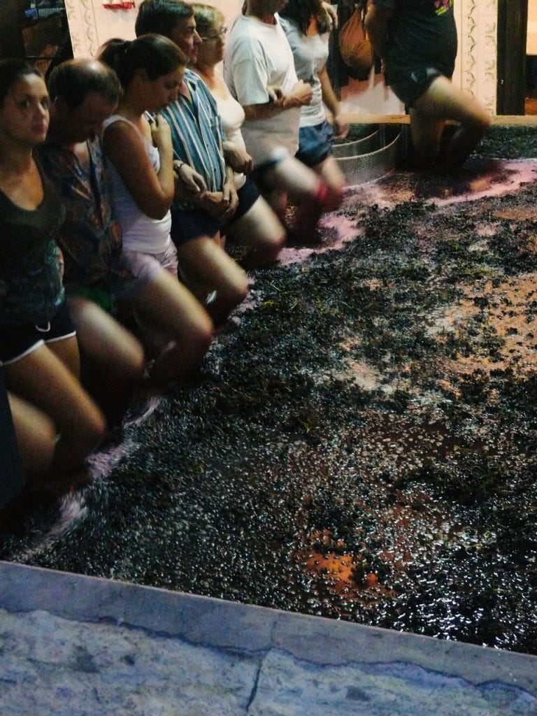 Workers beginning to tread the grapes