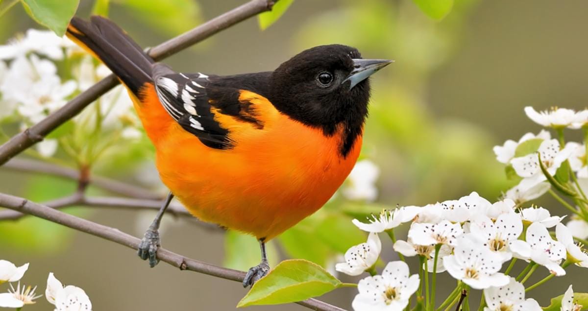 Baltimore Oriole Overview, All About Birds, Cornell Lab of Ornithology