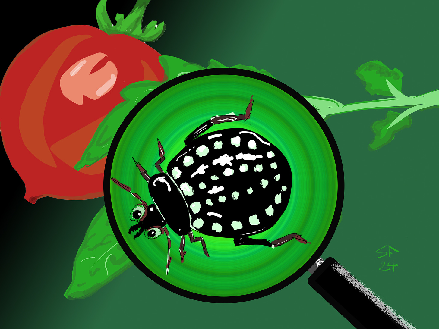 Cartoon: vicious-looking spotted bug on tomato leaf, under magnifying glass. Ripe tomato in background