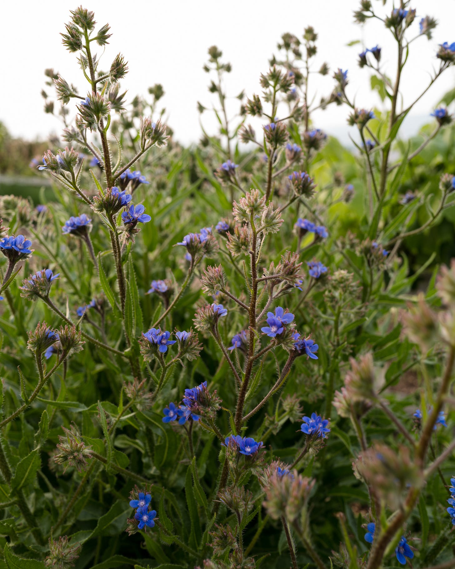 Cottage garden | The Elliott Homestead (.com)